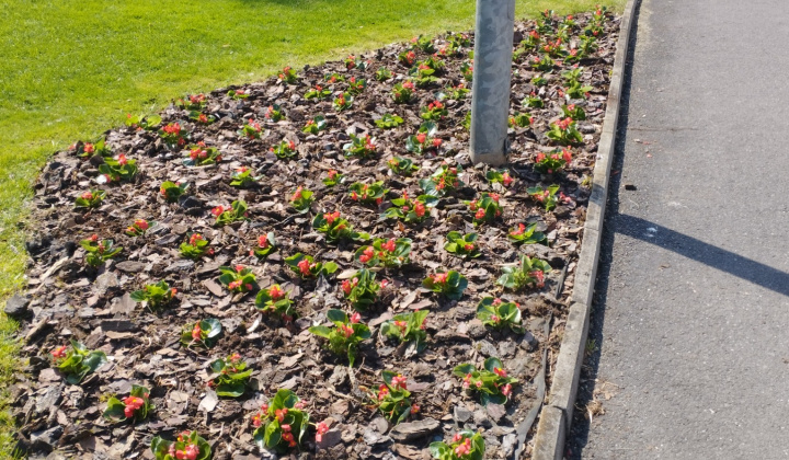 2. fotografia fotogalérie Príležitostné terapeutické aktivity  / Sadenie kvetov - foto