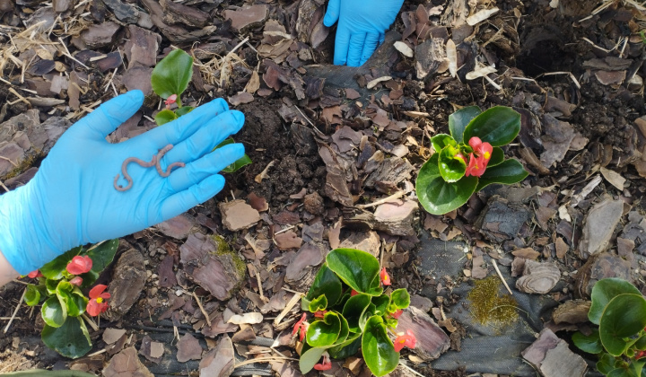 3. fotografia fotogalérie Príležitostné terapeutické aktivity  / Sadenie kvetov - foto