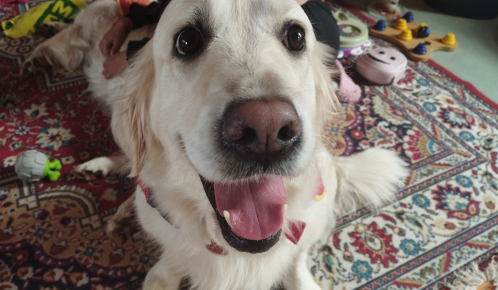 2. fotografia fotogalérie Terapeutické aktivity na pravidelnej báze / Canisterapia - foto